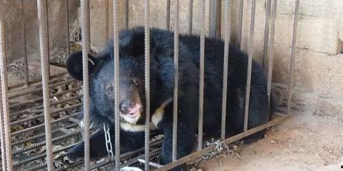 二狗爆料黑熊精的视频,黑熊精真实面目视频曝光  第3张